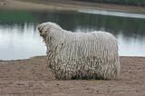 KOMONDOR 147